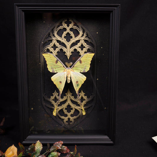 Argema mimosae im Rahmen – Nachtfalter vor gotischem Doppel-Kirchenfenster 20x30cm