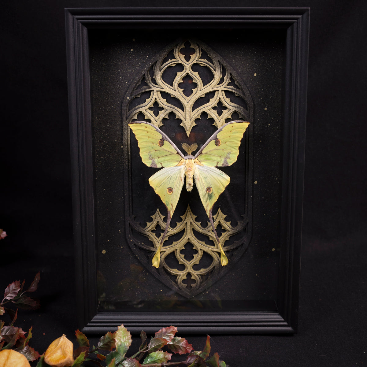 Argema mimosae im Rahmen – Nachtfalter vor gotischem Doppel-Kirchenfenster 20x30cm