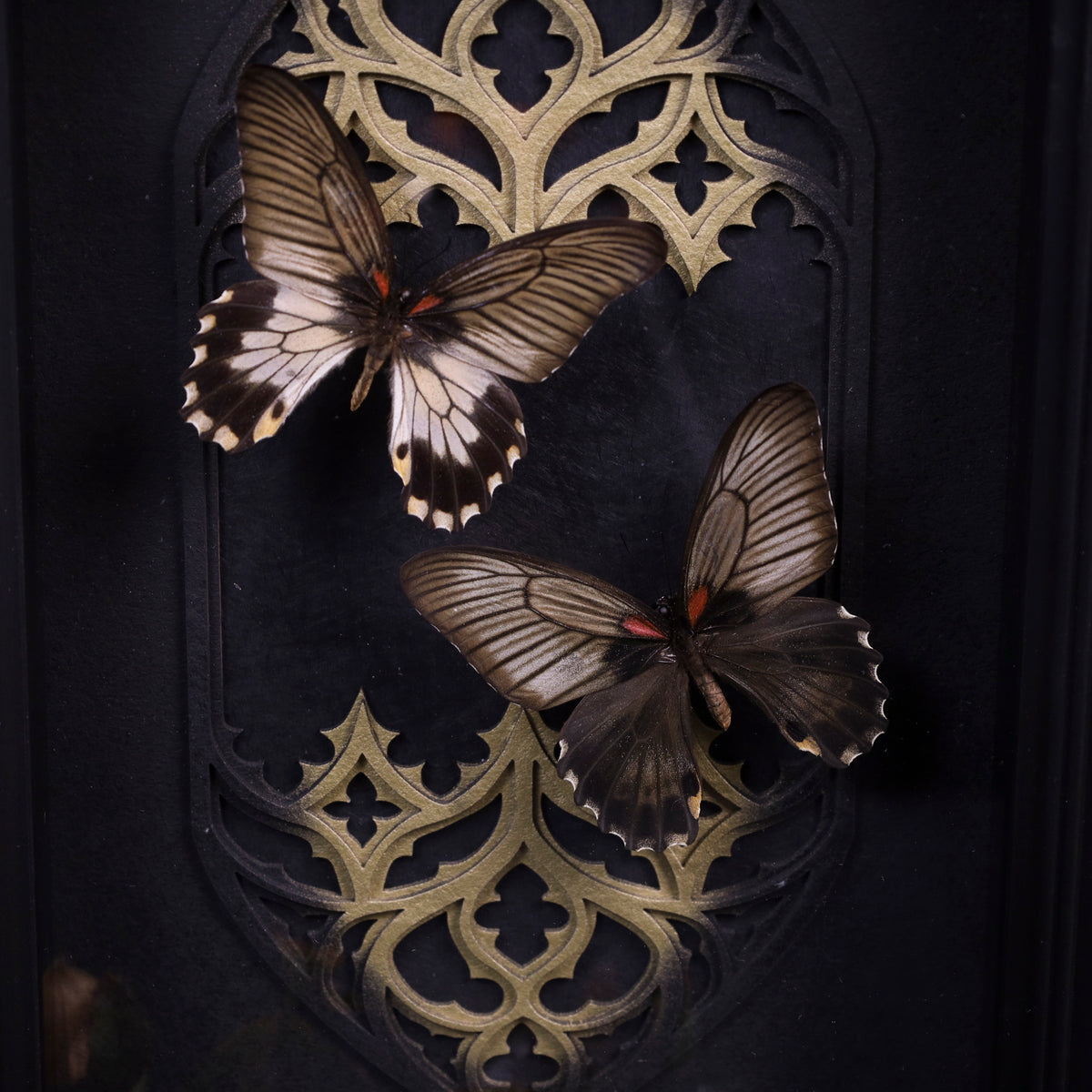 Papilio memnon im Rahmen – Zwei Schmetterlinge vor gotischem Doppelkathedralfenster