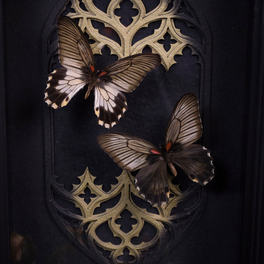 Papilio memnon im Rahmen – Zwei Schmetterlinge vor gotischem Doppelkathedralfenster