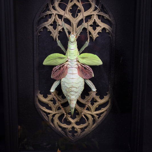 Heteropteryx dilatata im Rahmen – Gespenstschrecke vor gotischem Doppelkathedralfenster