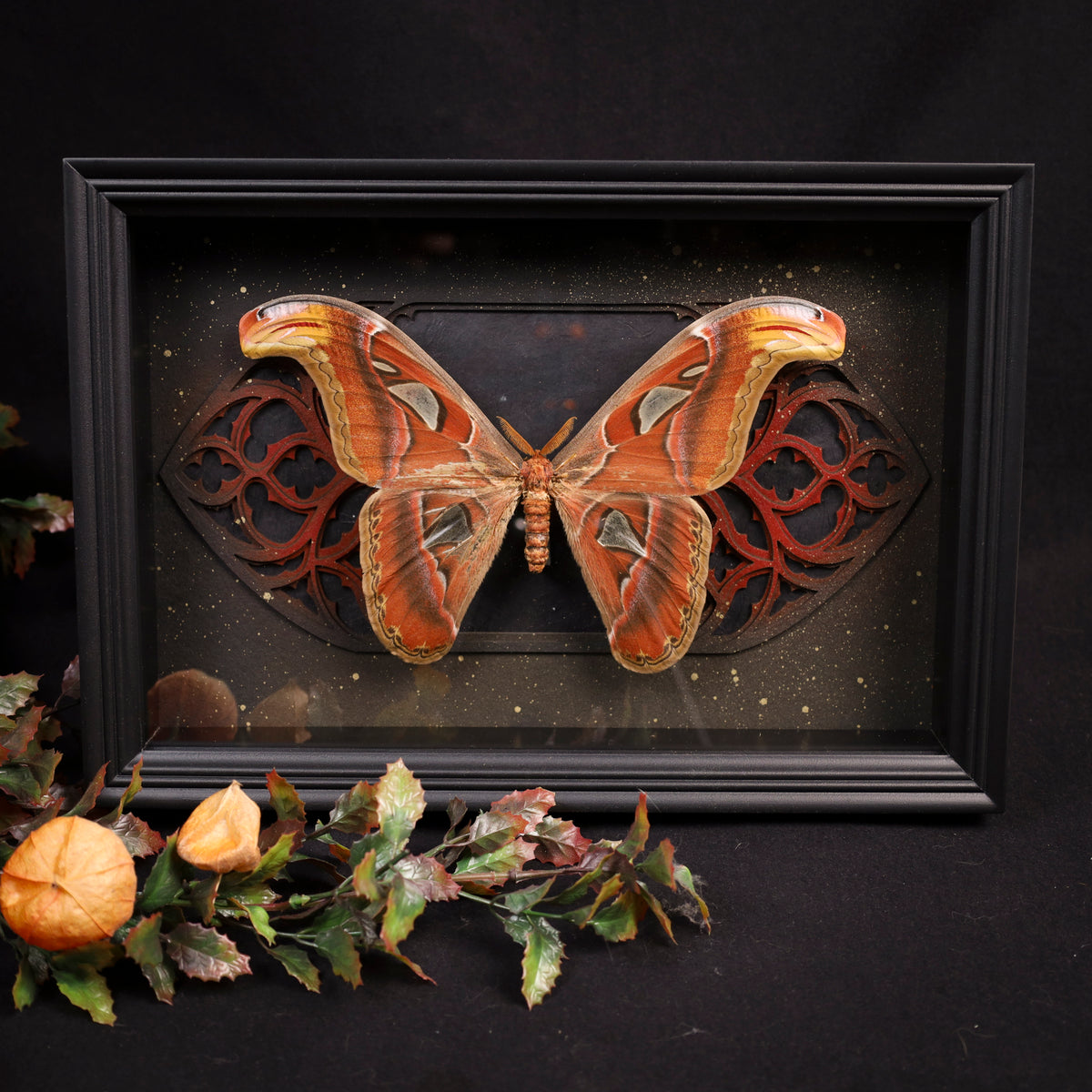 Attacus atlas im Rahmen – Nachtfalter vor gotischem Doppelkathedralfenster