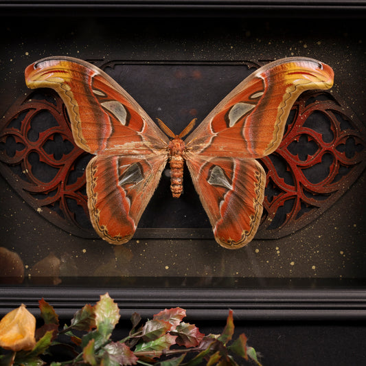 Attacus atlas im Rahmen – Nachtfalter vor gotischem Doppelkathedralfenster