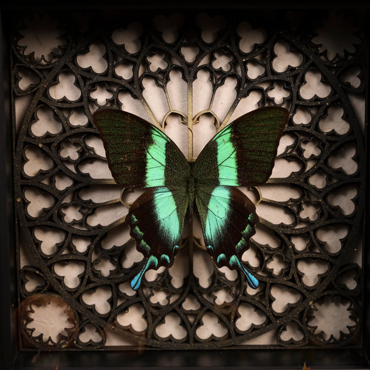 Papilio blumei im schwarzen 3D-Rahmen mit Gotischem Hintergrund (Gold|Silber)