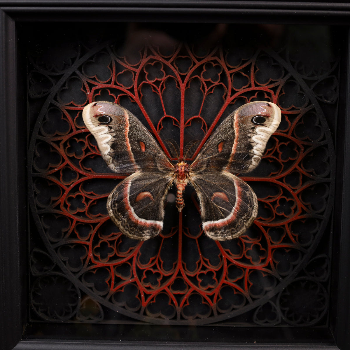 Nachtfalter im Rahmen – Hyalophora cecropia mit gotischem 3D-Hintergrund