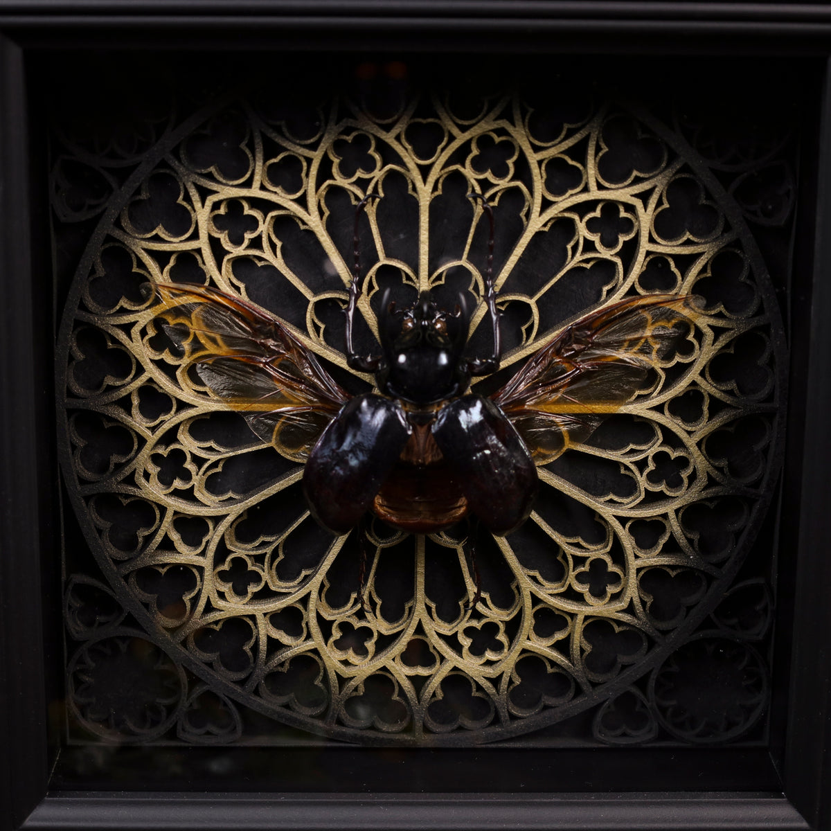 Chalcosoma atlas im Rahmen – Atlaskäfer auf gotischem 3D-Hintergrund Rot oder Gold