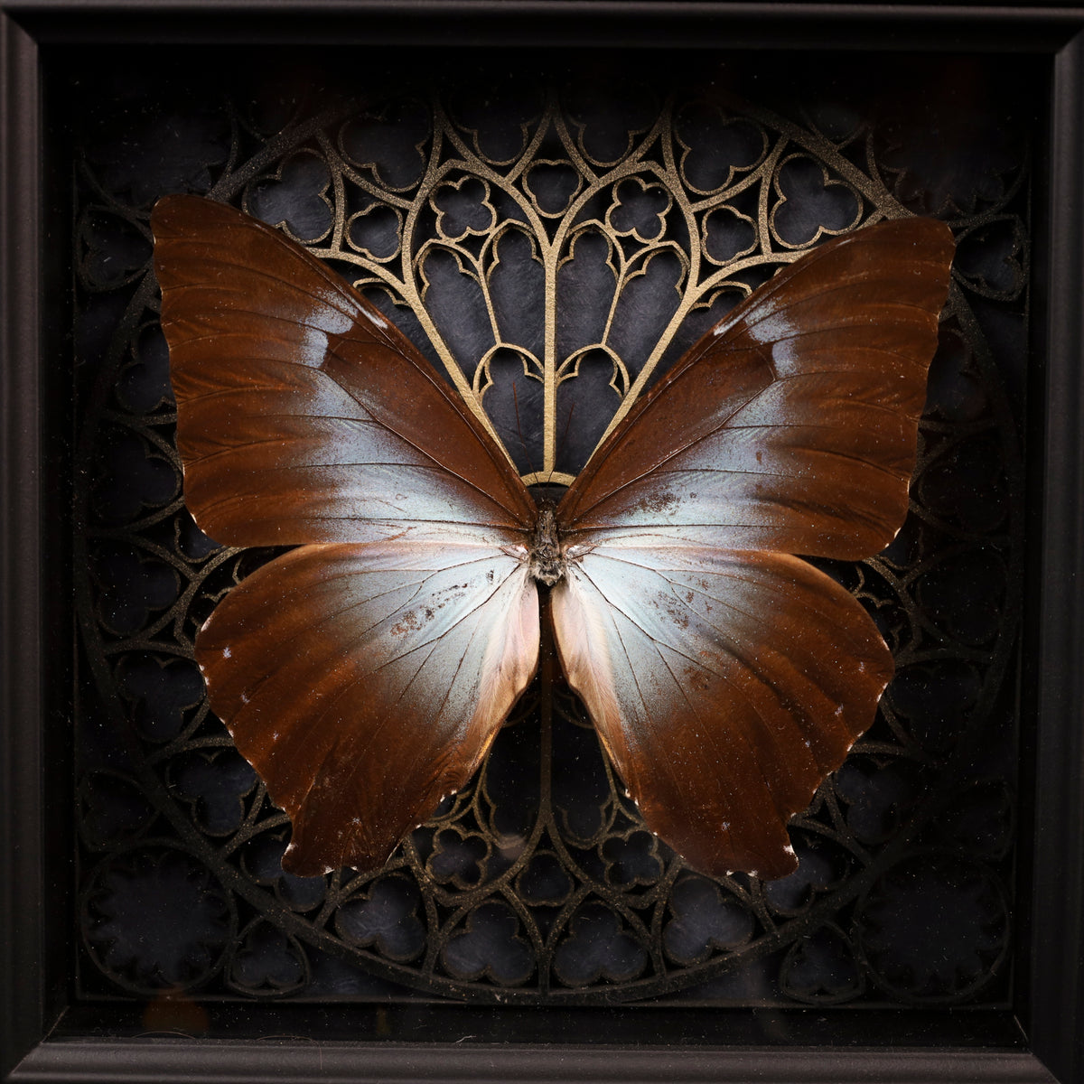 Morpho cisseis im Rahmen – Schmetterling auf gotischem Kathedralhintergrund
