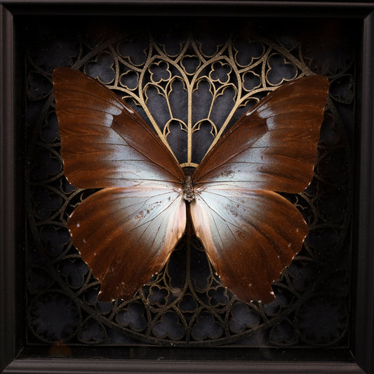 Morpho cisseis im Rahmen – Schmetterling auf gotischem Kathedralhintergrund