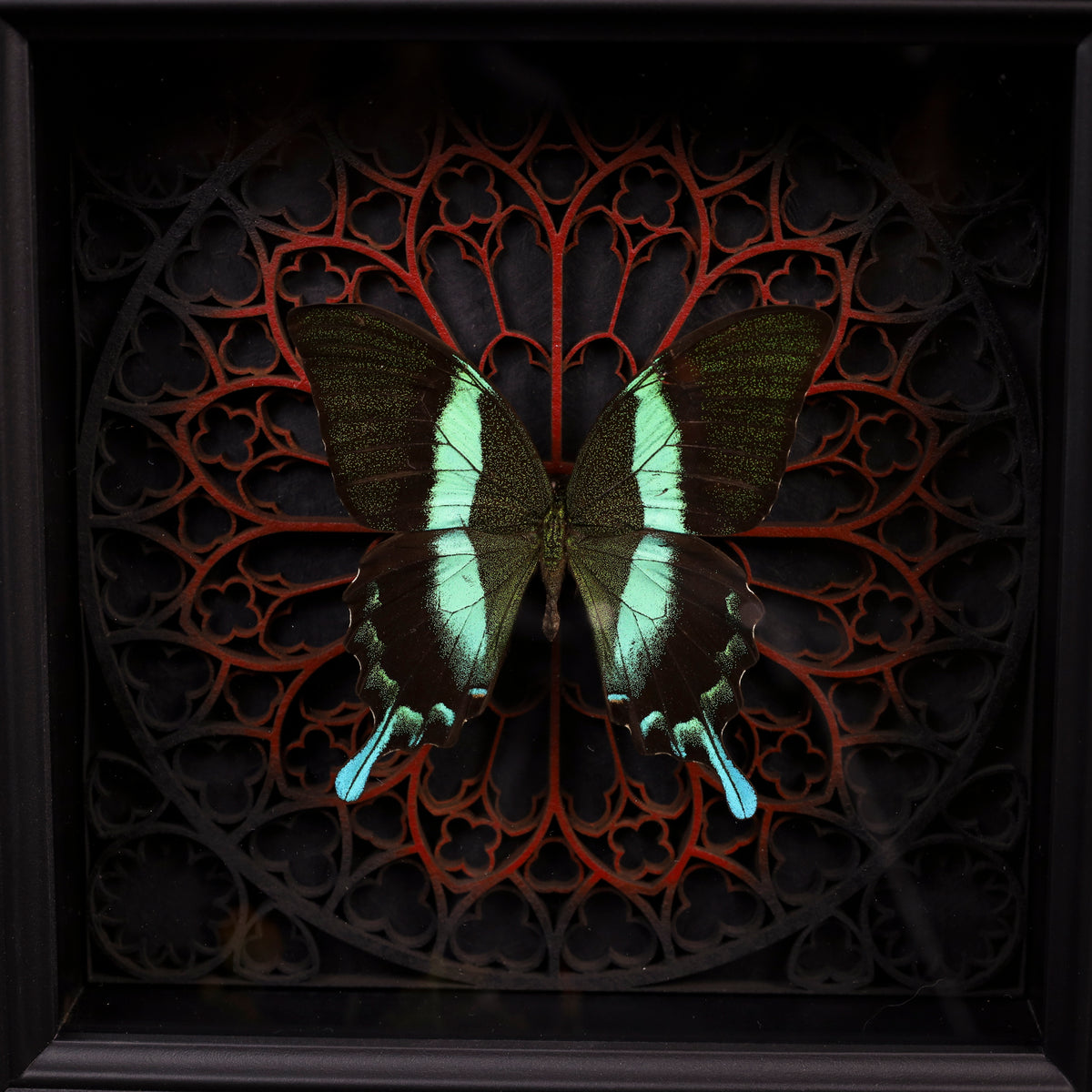 Papilio blumei im schwarzen 3D-Rahmen mit Gotischem Hintergrund (Rot)