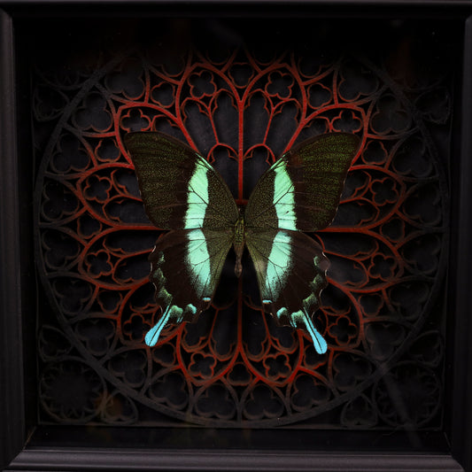 Papilio blumei im schwarzen 3D-Rahmen mit Gotischem Hintergrund (Rot)