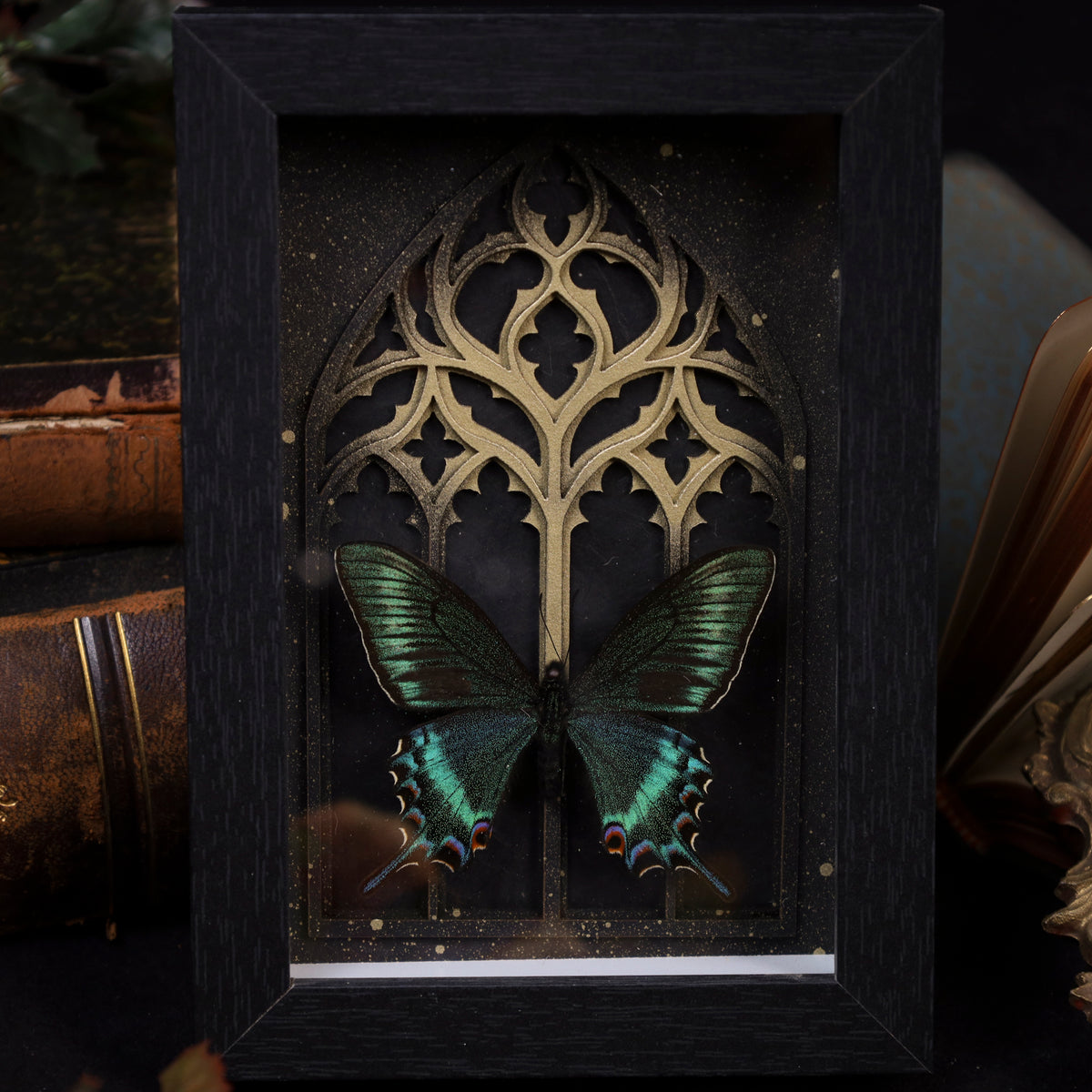 Papilio maackii (Spring) im schwarzen 3D-Rahmen mit gotischem Hintergrund | 18 x 13 cm | Vers. Farben