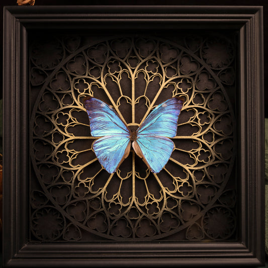 Morpho adonis im Rahmen – Schmetterling auf gotischem Kathedralhintergrund