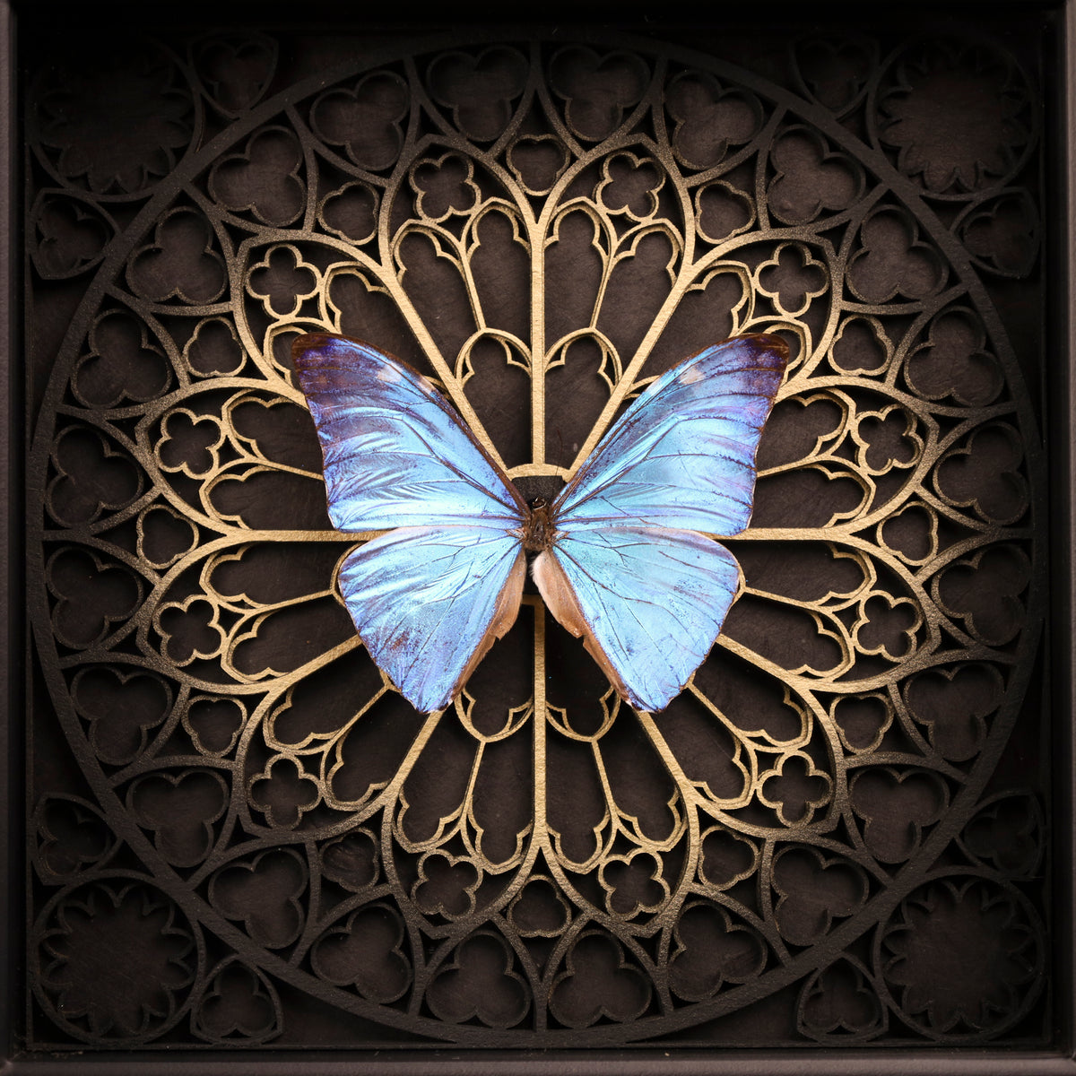 Morpho adonis im Rahmen – Schmetterling auf gotischem Kathedralhintergrund