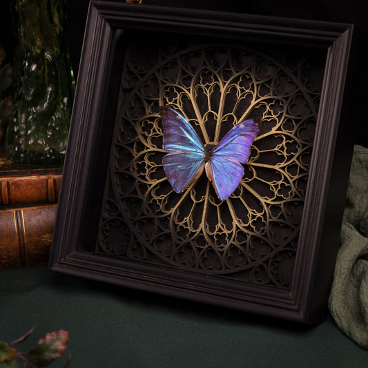 Morpho adonis im Rahmen – Schmetterling auf gotischem Kathedralhintergrund