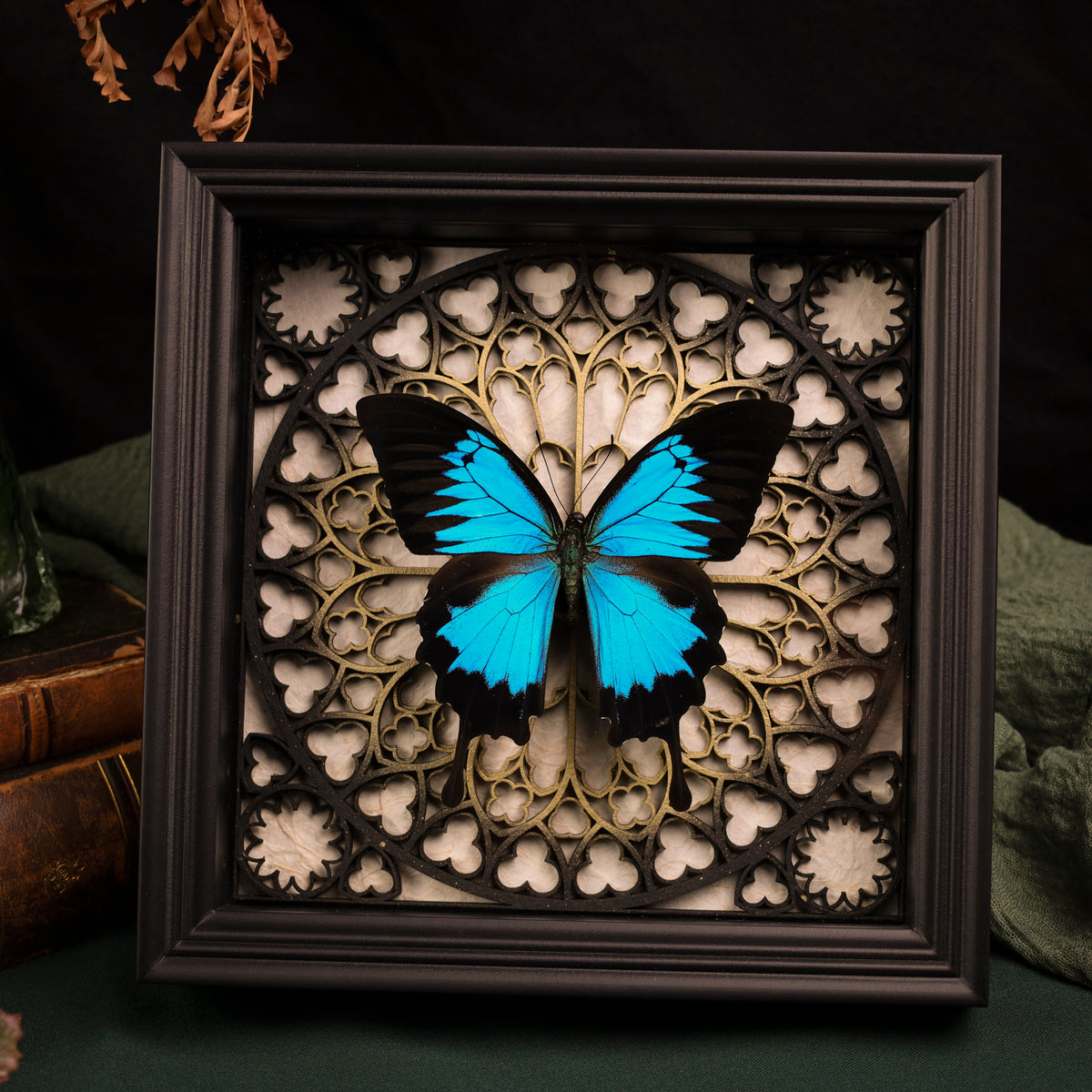 Papilio ulysses im schwarzen 3D-Rahmen mit Gotischem Hintergrund (Gold|Silber)