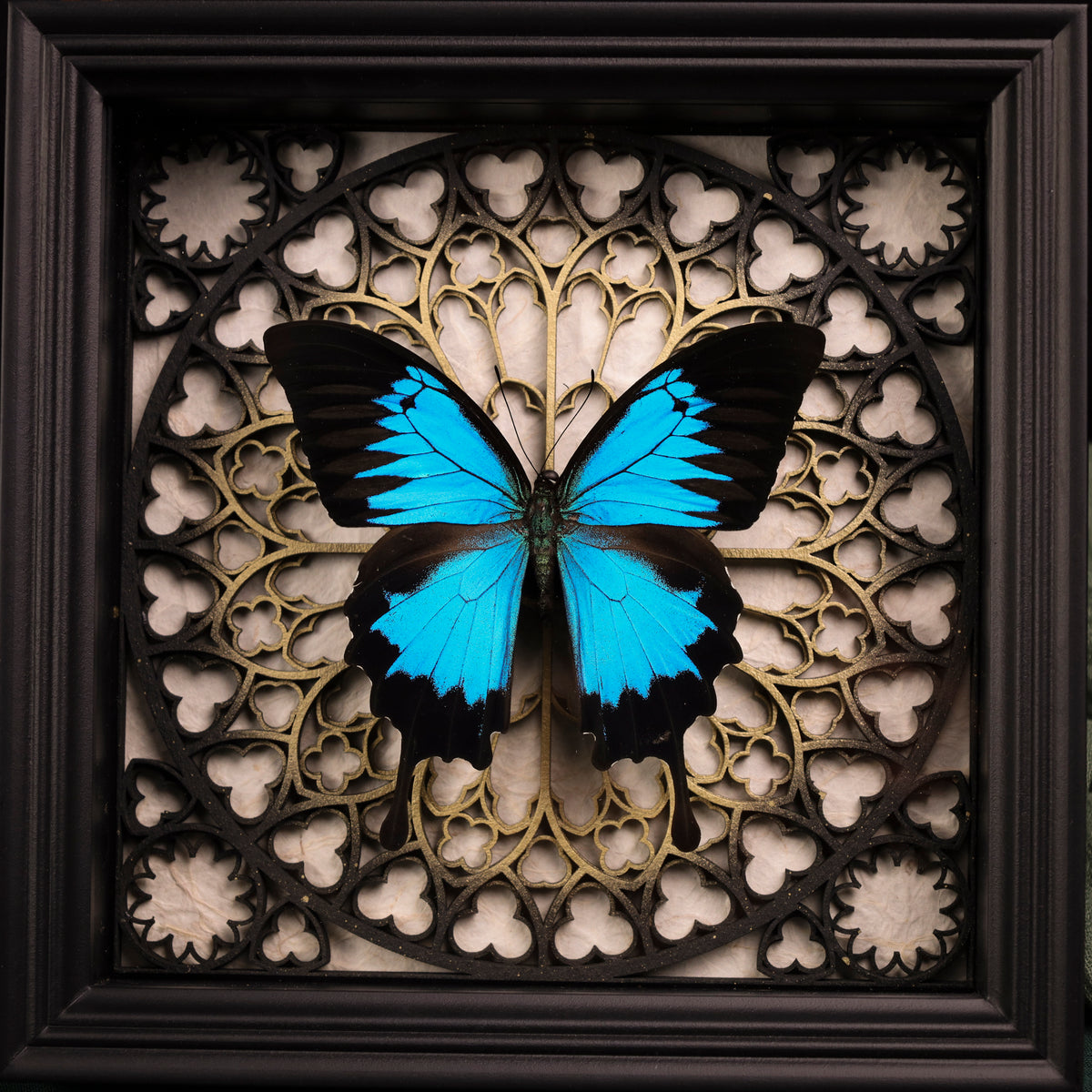 Papilio ulysses im schwarzen 3D-Rahmen mit Gotischem Hintergrund (Gold|Silber)