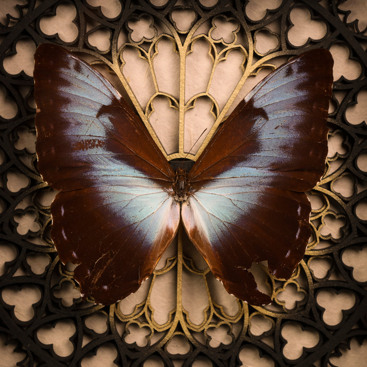 Morpho cisseis im Rahmen – Schmetterling auf gotischem Kathedralhintergrund