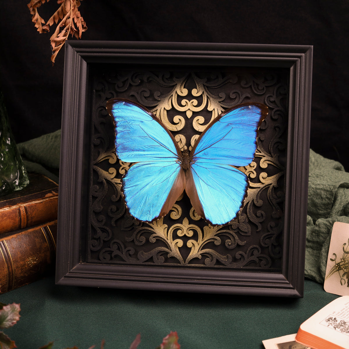 Morpho didius im Rahmen – Schmetterling auf gotischem Kathedralhintergrund
