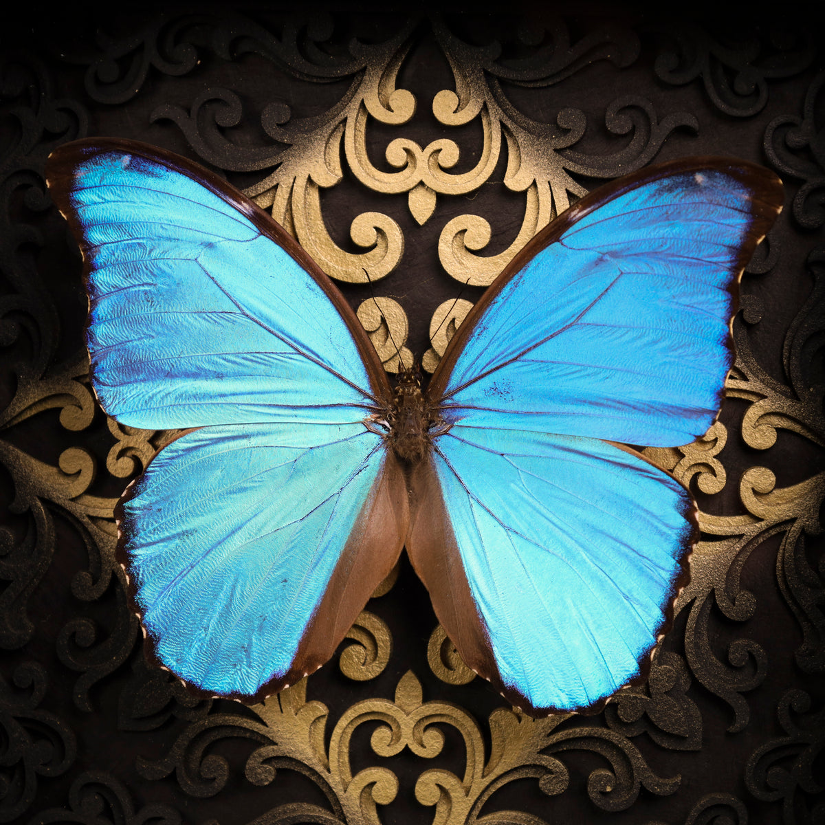 Morpho didius im Rahmen – Schmetterling auf gotischem Kathedralhintergrund