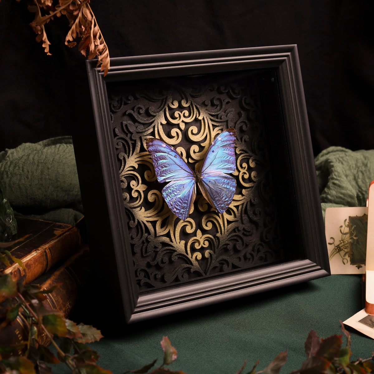 Morpho adonis im Rahmen – Schmetterling auf Barockhintergrund