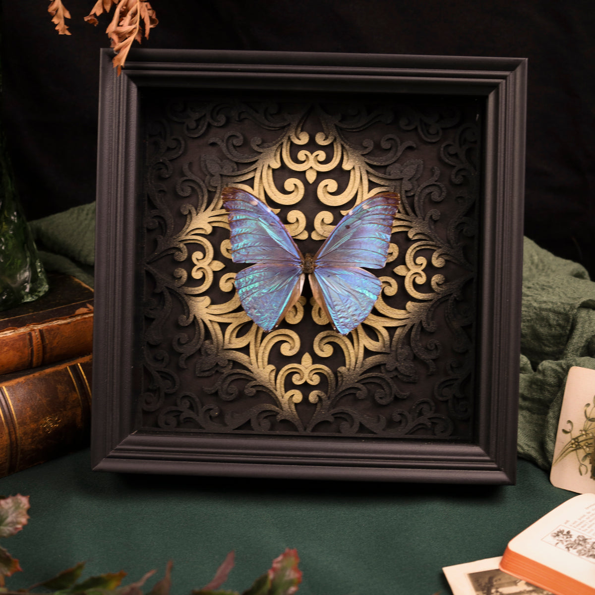 Morpho adonis im Rahmen – Schmetterling auf Barockhintergrund