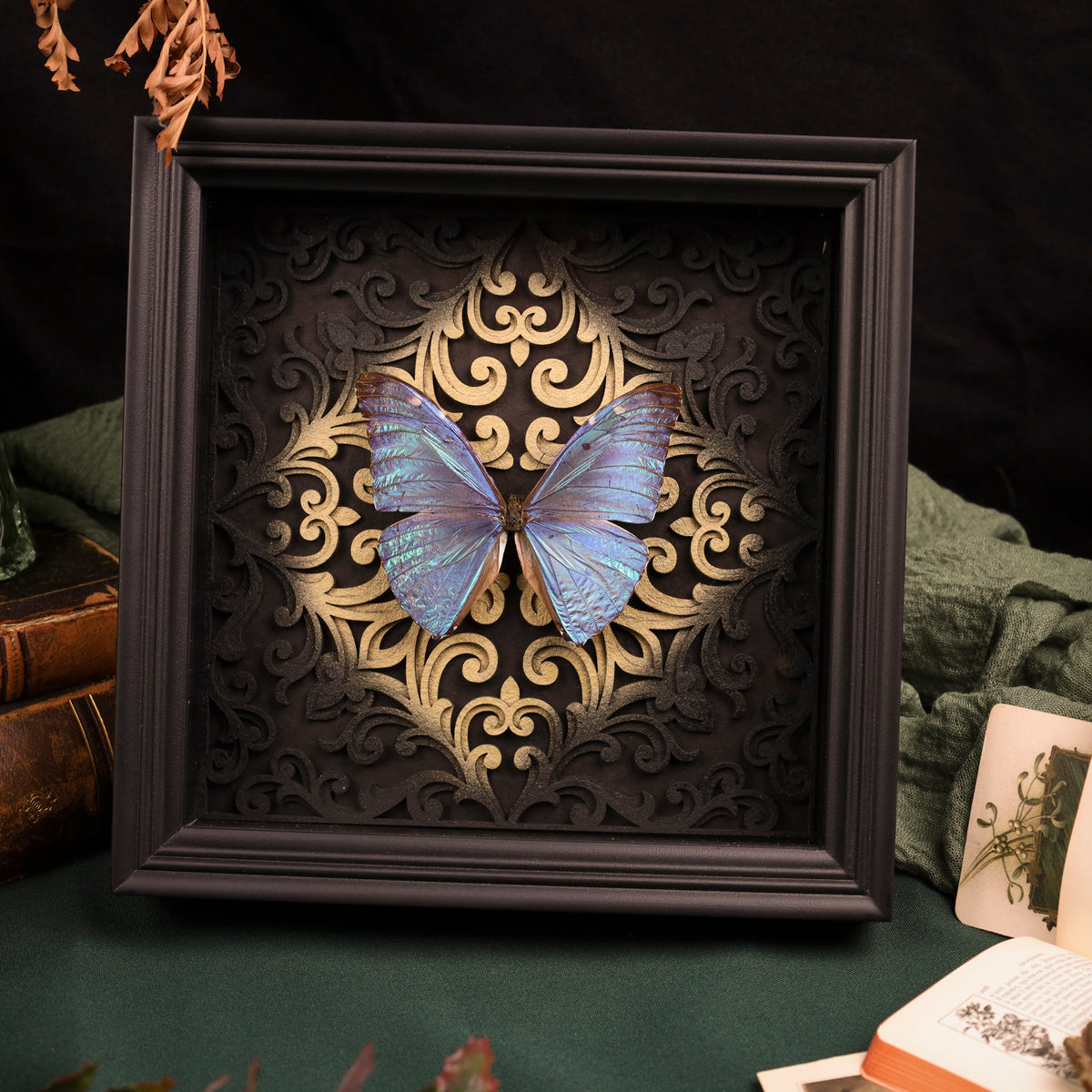 Morpho adonis im Rahmen – Schmetterling auf Barockhintergrund
