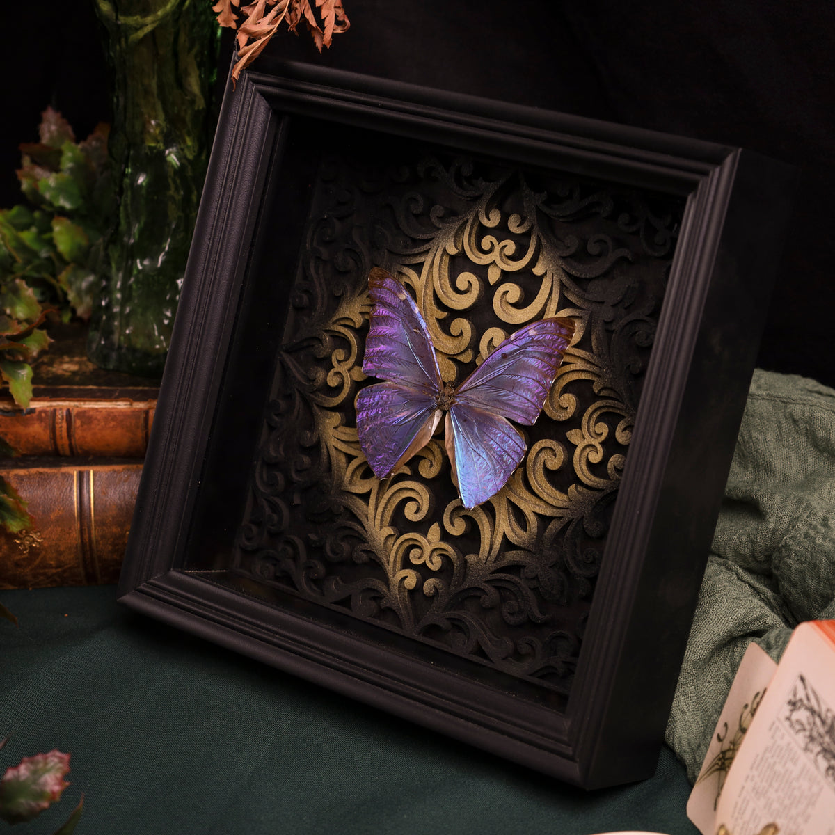 Morpho adonis im Rahmen – Schmetterling auf Barockhintergrund