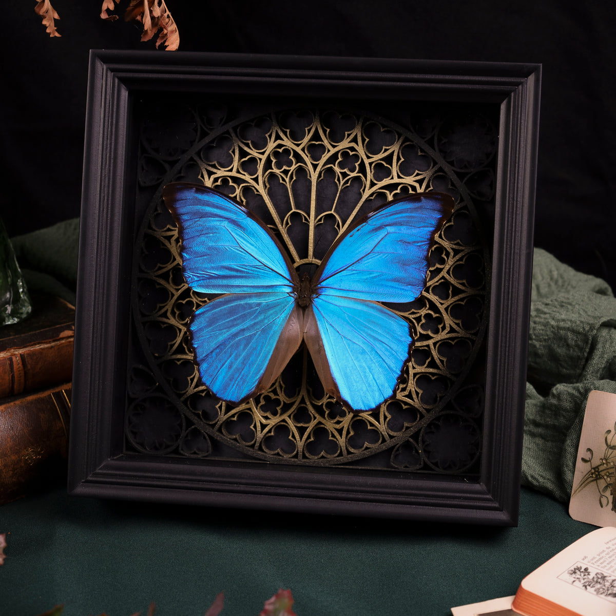 Morpho didius im Rahmen – Schmetterling auf gotischem Kathedralhintergrund
