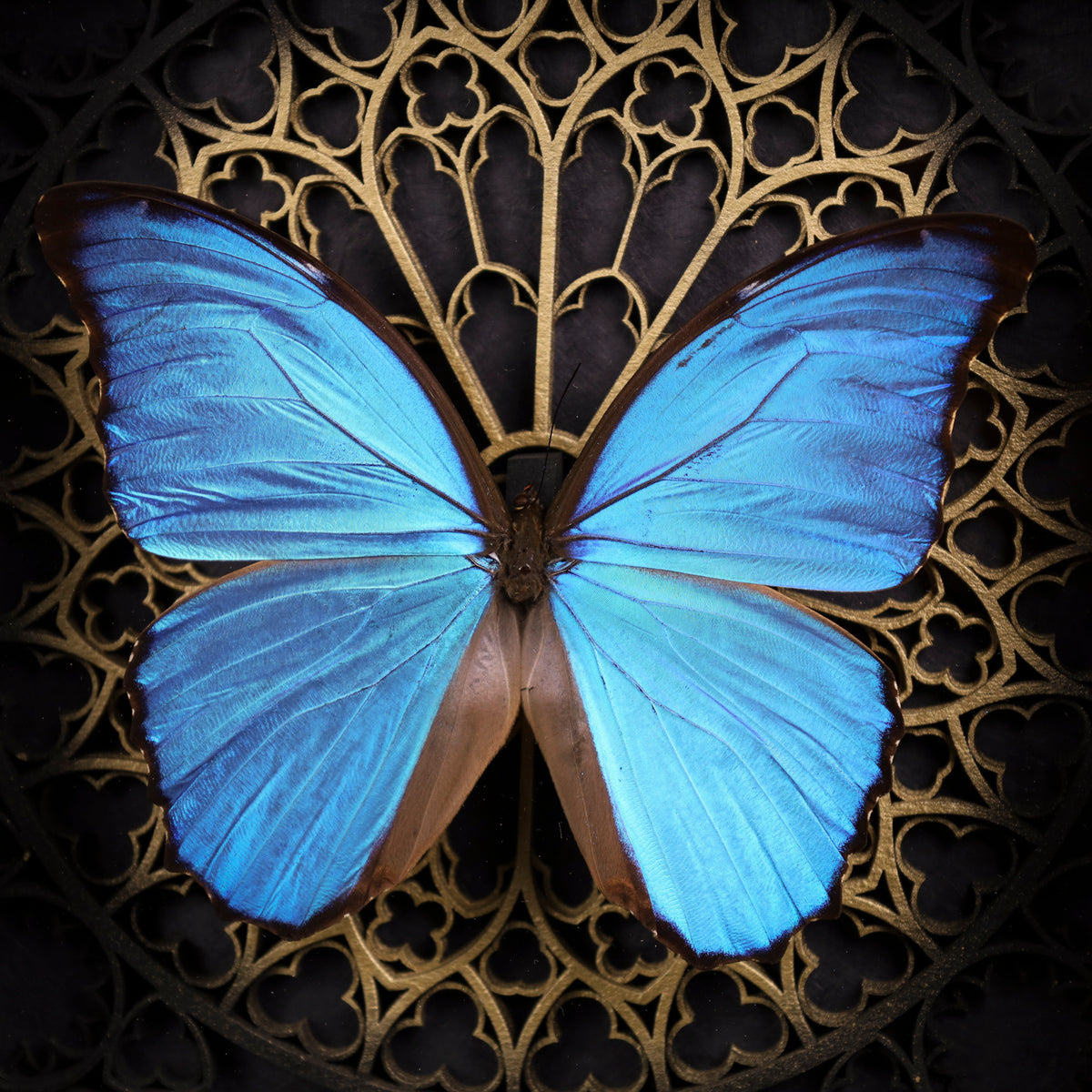 Morpho didius im Rahmen – Schmetterling auf gotischem Kathedralhintergrund