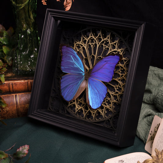 Morpho didius im Rahmen – Schmetterling auf gotischem Kathedralhintergrund