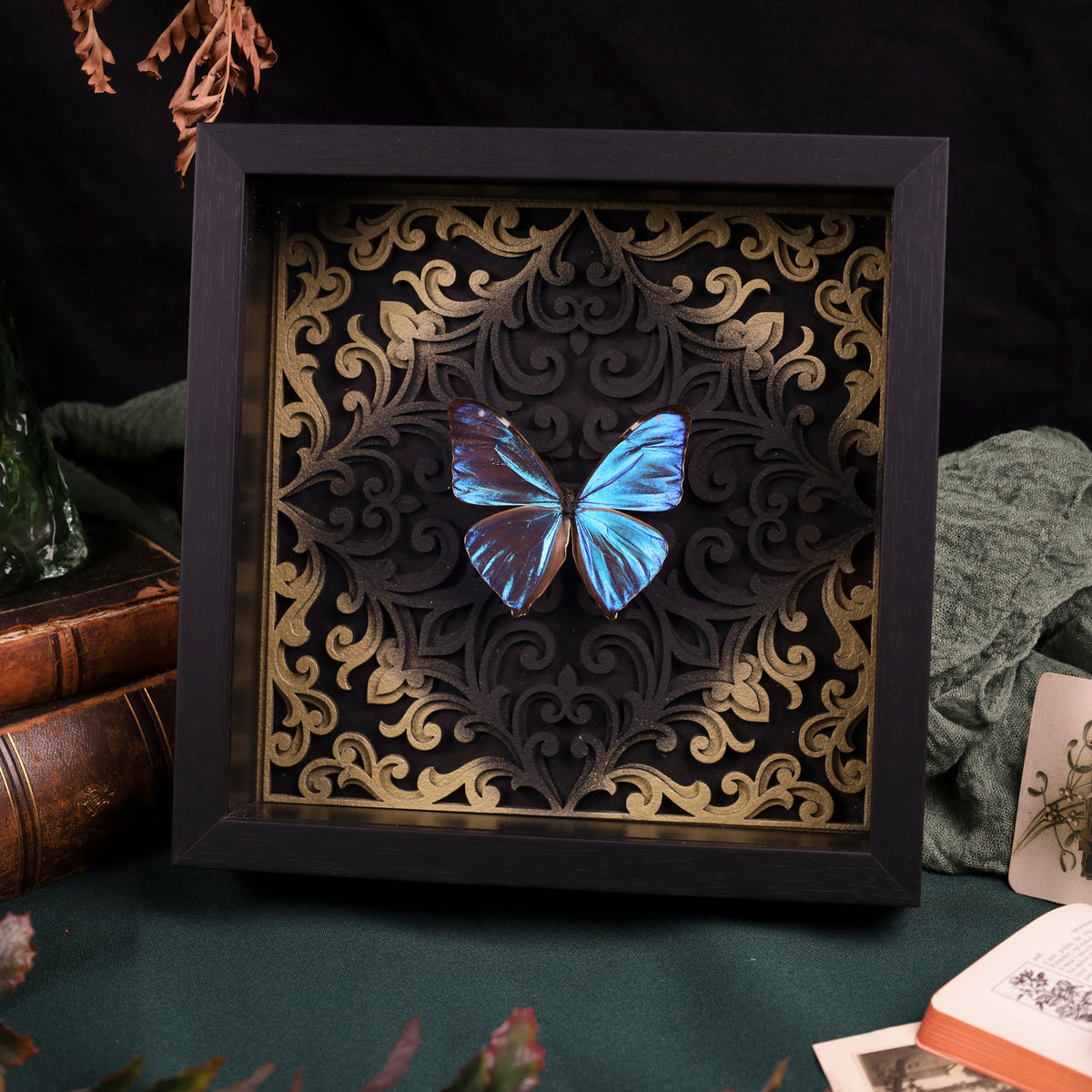 Morpho aega im Rahmen – Schmetterling auf barockem Hintergrund | 22x22cm