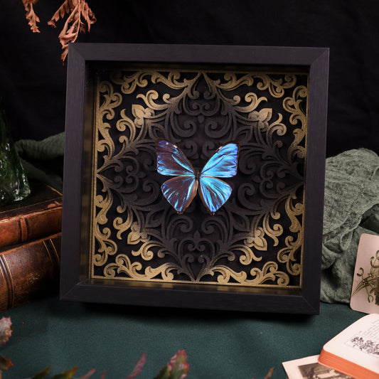 Morpho aega im Rahmen – Schmetterling auf barockem Hintergrund | 22x22cm