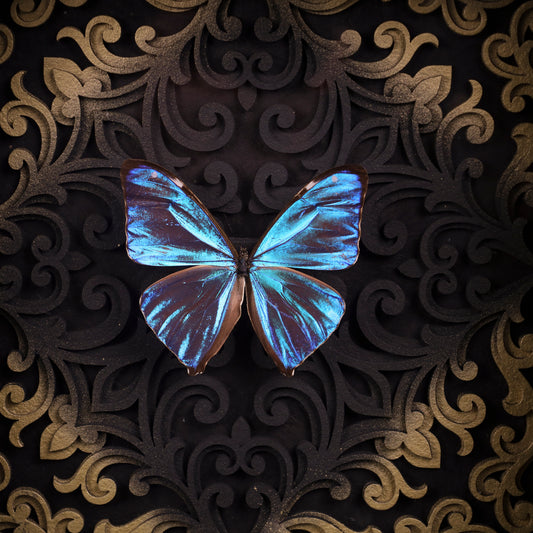 Morpho aega im Rahmen – Schmetterling auf barockem Hintergrund | 22x22cm