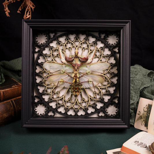 Riesenteufelsblumenmantis im schwarzen 3D-Gotikrahmen mit weißem Hintergrund | 22 x 22 cm