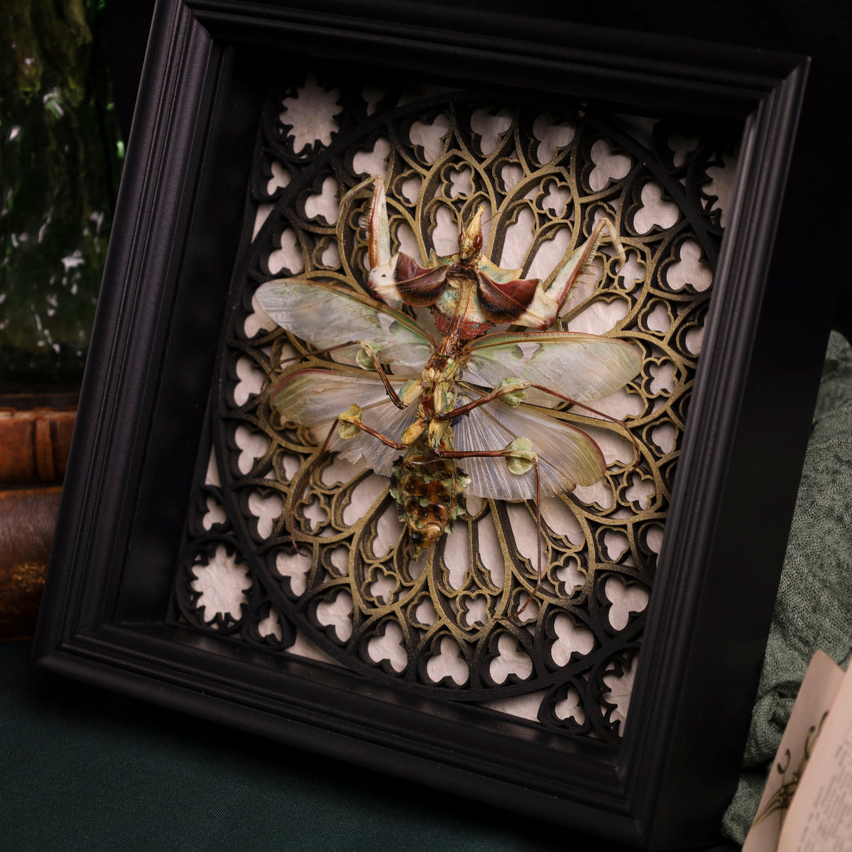 Riesenteufelsblumenmantis im schwarzen 3D-Gotikrahmen mit weißem Hintergrund | 22 x 22 cm