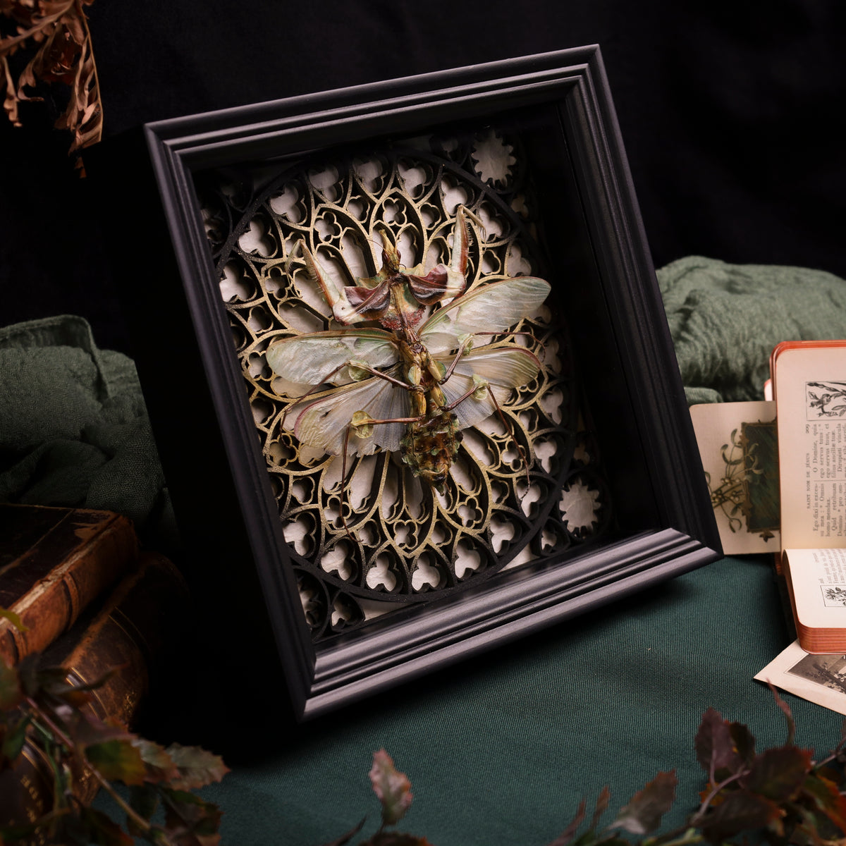Riesenteufelsblumenmantis im schwarzen 3D-Gotikrahmen mit weißem Hintergrund | 22 x 22 cm