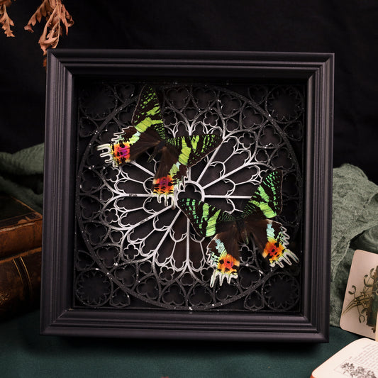 Chrysiridia rhipheus im Rahmen – Zwei Nachtfalter auf gotischem Kathedralhintergrund | 22x22cm