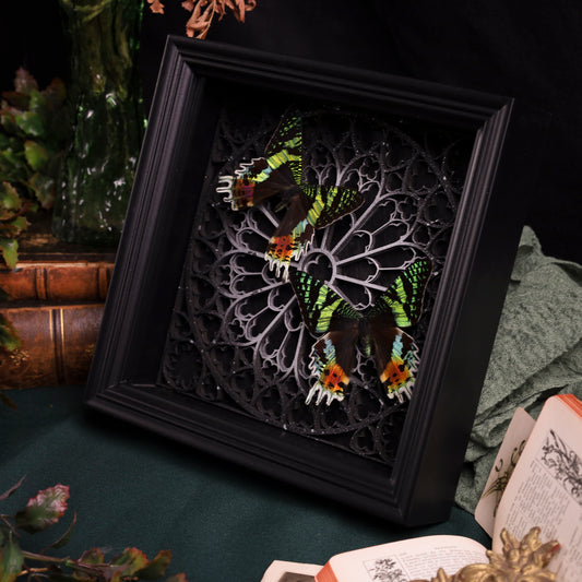 Chrysiridia rhipheus im Rahmen – Zwei Nachtfalter auf gotischem Kathedralhintergrund | 22x22cm