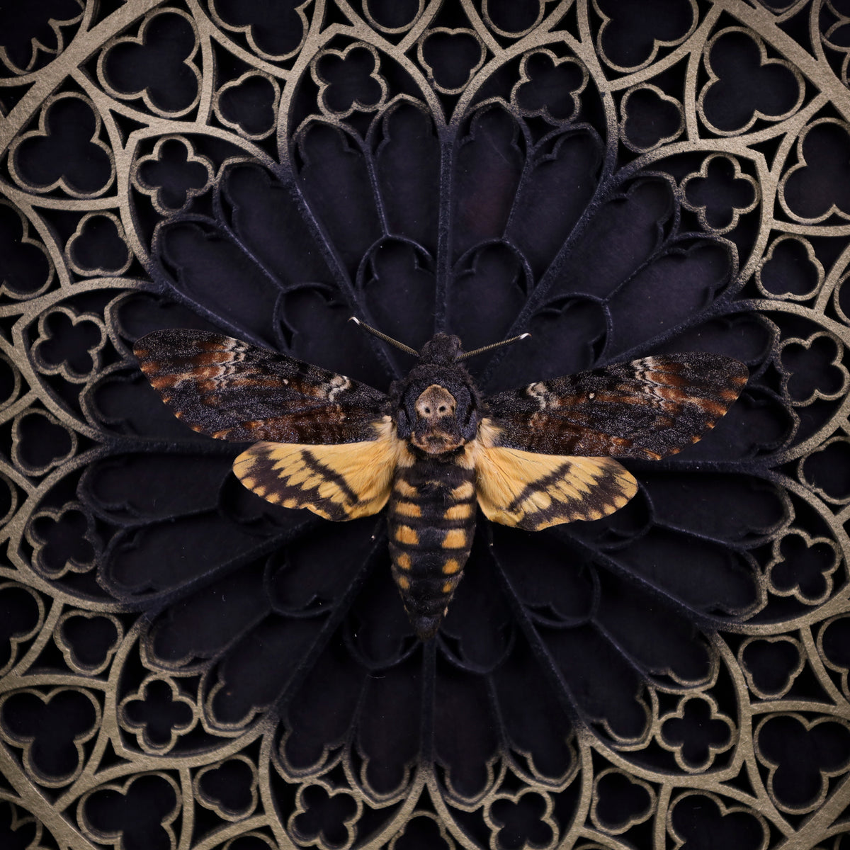 Totenkopfschwärmer im Rahmen – Acherontia atropos mit 3D-Kathedralhintergrund