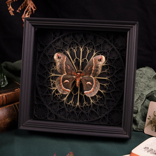 Hyalophora cecropia mit ausgebreiteten braun, rot und cremefarben gezeichneten Flügeln im schwarzen Rahmen vor einem 3D-Kathedralmotiv mit goldfarbener Mitte.