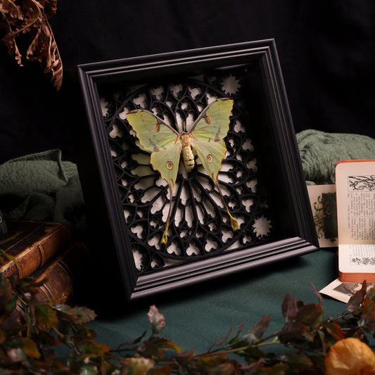 Argema mimosae im Rahmen – Nachtfalter in Schwarz-Weiß auf Gotischem Hintergrund