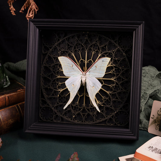 Actias Luna in a black 3D frame with a Gothic background | 20 x 15 cm