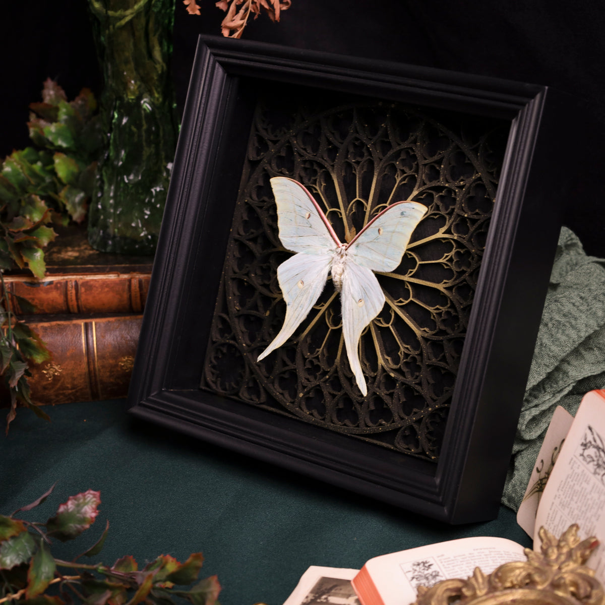 Actias Luna in a black 3D frame with a Gothic background | 20 x 15 cm
