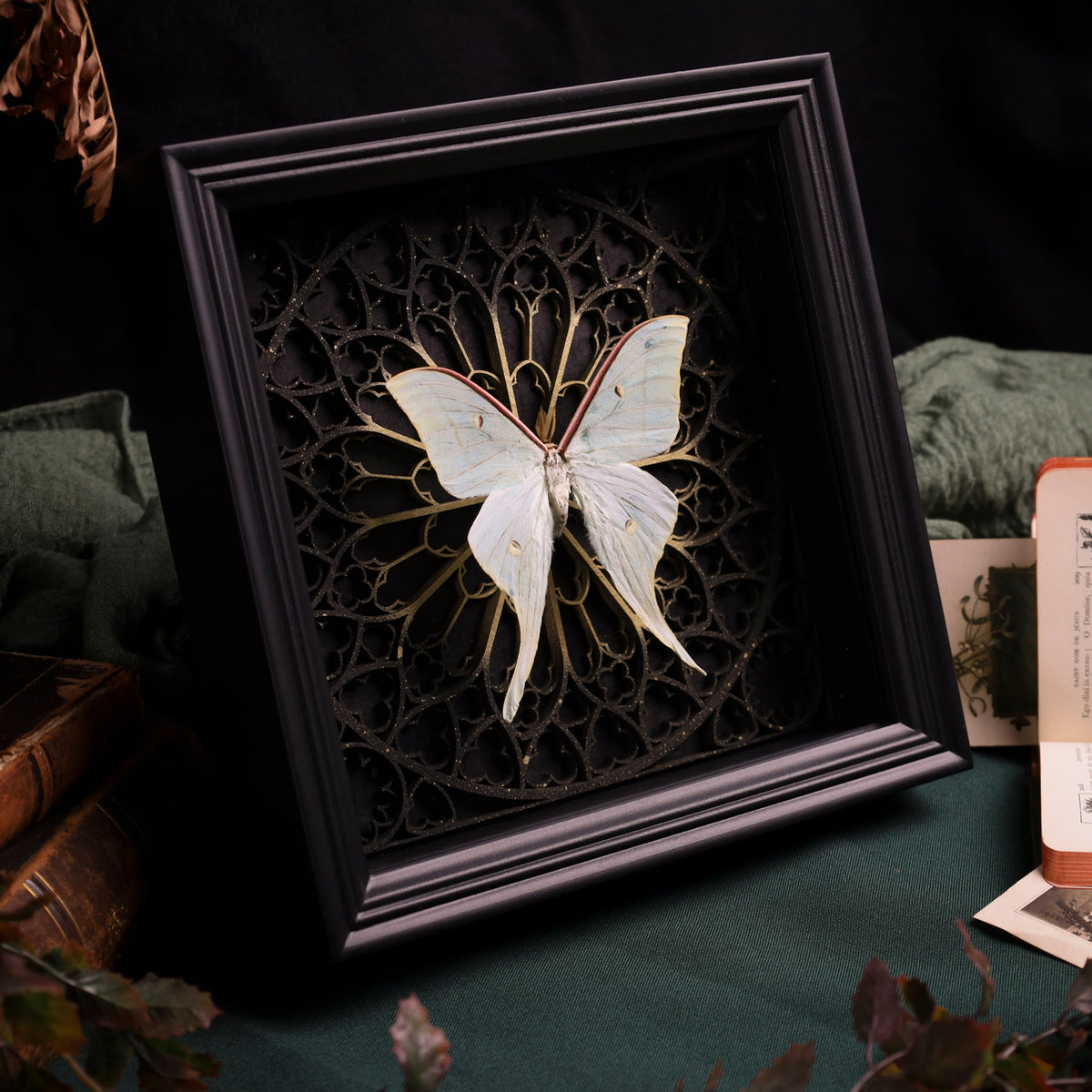 Actias Luna in a black 3D frame with a Gothic background | 20 x 15 cm