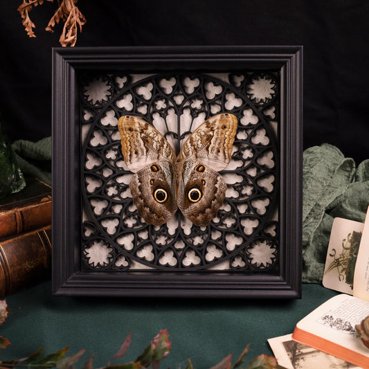 Caligo sp. im schwarzen 3D-Gotikrahmen | 22 × 22 cm