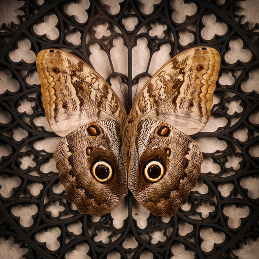 Caligo sp. im schwarzen 3D-Gotikrahmen | 22 × 22 cm