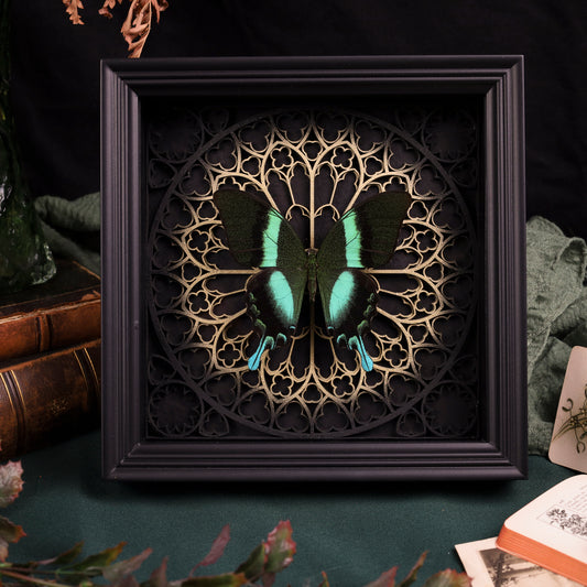 Papilio blumei im schwarzen 3D-Rahmen mit Gotischem Hintergrund (Gold|Silber)