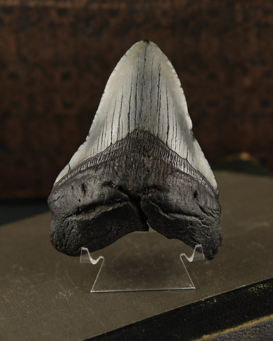 Echter Megalodon Haizahn (12,7 cm)