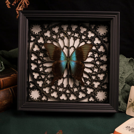 Papilio peranthus im Rahmen – Schmetterling auf gotischem Kathedralhintergrund