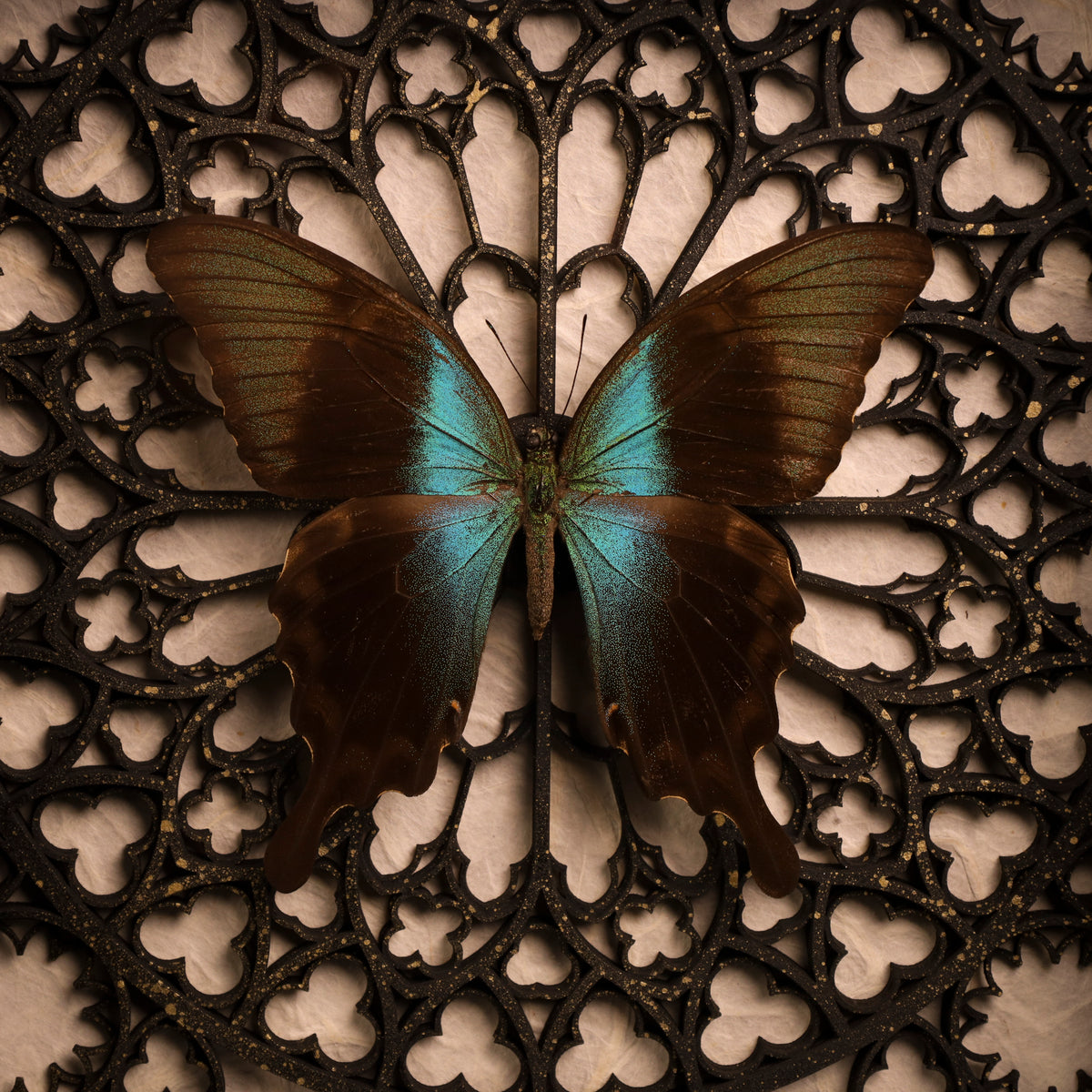 Papilio peranthus im Rahmen – Schmetterling auf gotischem Kathedralhintergrund